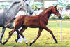is a direct descendant of Gember\'s family line with lots of successful offspring in the show ring. 