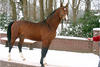 Just turned four years old and developed nicely into a terrific sport horse. His jumping ability is just outstanding.