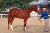 ,  winner in the several hunter lead-line classes, certainly a perfect future hunter prospect.