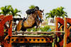 Dream Date received innumerable \"Great Grand Hunter Championship\" awards with Raigel Geiger rider and owner.