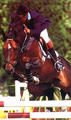 Jokinal de Bornival , by Alme`- Rigoletto - Camper, jumped himself at Grand Prix level and produced several international Grand Prix jumpers. He also is the dam sire of the international Grand Prix stallions Toulon and Vancouver D`Auvray.