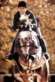 , as known as \"Landwerder\", the Oldenburg approved stallion here during his first career in the jumper ring. He won the \"IJ Futurity\" regional finals in California with Rob Gage in tack.