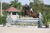 Sensation always jumping in the perfect hunter style, they finished as the \"Reserve Circuit Champion\" during the WEF circuit 2008.