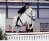 with a multiple job descriptions; here successful in a hunter class over fences.