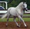 shows great hunter movements. After a successful career in the dressage arena and the jumper / hunter ring, he now full fills his third career at stud.