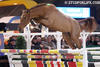 a direct relative of Gember\'s family line, winner of the European Free jumping contest during the 2-5* CSI Mechelen 2009.