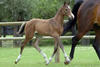with an athletic conformation, rangy stride, in good balance.