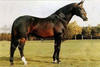
sired over 25 years international Grand Prix jumpers. His son Robin Z II, the dam sire of Gember, competed with Thomas Velin successful at the highest level. The full brother Robin Z I jumped international successful with Peter Errikson / Sweden.
