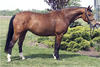 NF Sparks Fly by Anhaltiner; a mare with a very nice body and a rangy conformation. Anhaltiner produces very nice sport horse types, modern design, with a very good attitude.