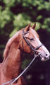 still in Germany, where he got his training for the hunter ring at Schonebeck-Stable.