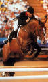 is considered to be one of the most influential Grand Prix stallions in the various breeding programs around the world.