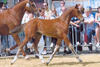 won several foal championships in Belgium. With a good conformation, a rangy, scopey stride he received multiple champion ribbon.

