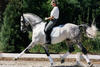 
here in training at the international dressage centre of Olympian Robert Dover. Silver Lining is also the full brother to the international recognized Grand Prix jumper stallion Landor S.
