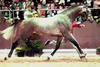 , a.k.a. \"Landwerder\" here at the stallion approvals in Oldenburg at the age of two. He is the full brother to the international recognized stallion Landor S and the FEI level dressage champion stallion \"Lagoheidor\".