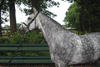 has an athletic conformation, super minded, great gates and an phenomenal jumping ability.