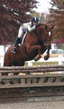 again very photogenic at every jump with Kim in tack.