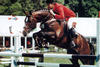 Voltaire the dam sire of Umberto jumped at the international Grand Prix level with Emil Hendrix and Jos Lansink.