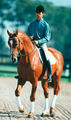 Anhaltiner under master rider Fred Weber training a few Piaff steps.