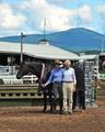 Avenue Blue being champion at the traditional horse show at Lake Placid 2011.