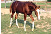 , another fancy, flashy offspring by Paparazzo, made for the future hunter classes.


