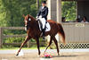 Whitney during her debut in the American dressage ring. She finished her first start with lots of applause, compliments, and the \"Champion\" ribbon.