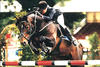 For Joy , by For Pleasure, his very first approved son, showed successful with Irish rider Jessica Kuerten in the international open classes.
