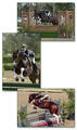 approved stallion in Oldenburg, showed very successful over a number of years in the various hunter classes.