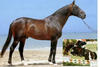 Narcos II , his grand sire Foudroyant II xx came to the Oldenburg breeding program through his son Condor. He was the first very influential French stallion in modern times of sport horse breeding in Oldenburg.