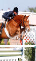 with Dee on board showed successful over a number of years in the various hunter classes. They took home numerous \"Grand Hunter Champion\" title.