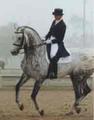 the full brother of the FEI level stallion Lagoheidor, got his FEI level dressage training under supervision of multiple Olympian Robert Dover.