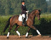 Liski by Troubadour, showed successful in Germany. In the US he started successful up to fourth level and gets ready for the FEI classes.