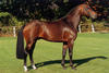 was the top seller at the famous PSI auction after he was announced the \"reserve\" World Champion of the 5 year old jumpers.