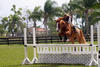 in training with Dee at home in the sunny southern Florida.