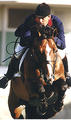 competed successful at the highest level of international show jumping with Herve Godignion / France and Thomas Velin / Daenamrk.
