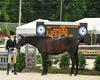 Avenue Blue and proud owner / rider Caroll Hoffman at the prestigious Devon horse show, \"Where Champions Meet\".