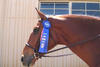 seems to like the \"Blue\". Horses always look good with a \"blue ribbon\"! 