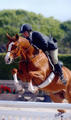 here at his very first WEF circuit in Wellington with Louis Serio on board. They earned the \"Champion ribbon\" during the first week in the \"Pre Green\" division.