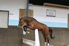 jumping his first jumps with an athletic body control, bascule and a good technique, coupled with scope according to his family tradition.