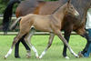 at the foal inspection with a rangy stride, in an very good balance.