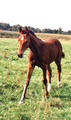 Chilly Con Carne cute, intelligent and rangy.