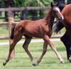 Hercule d\' Or during the foal inspection at BWP, with a rangy, scopey stride.