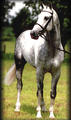 a good sized stallion with an athletic conformation.