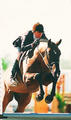 received Conformation Champion ribbons, \"Great Grand Hunter Champion\" award at the Lake Placid horse show with Lee Kellogg on board.