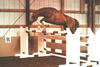 Anhaltiner also shows great skills over jumps with tremendous scope and super careful.