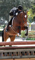 C\'est Si Bon and Jennifer on their way to tackle the \"First Year Green\" hunter course with brilliance.