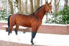 A young four year old stallion with the most modern conformation, equipped with a bright brain and awesome talent for the high performance Grand Prix courses in the future. 