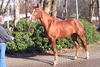 Whitney still in the cold winter of Germany at Schonebeck-Stable. Short after she travelled to her new destination to the sunny Florida.