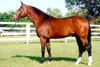 , by Pablo - Debuetant -  Raffael was the shooting star right the second he arrived on American grounds.
