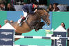 is a direct descendant of Gember\'s family line. He shows at international championships with Robert Smith / Great Britain on board.