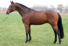 Quaprice du Bois Margot , is by Quidam de Revel - Lord (Hol. Sta. # 504). This dam line produced innumerable Grand Prix jumper and more than 18 approved stallions.